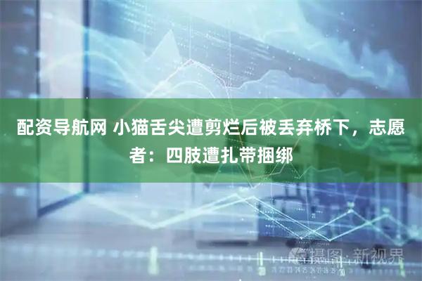 配资导航网 小猫舌尖遭剪烂后被丢弃桥下，志愿者：四肢遭扎带捆绑
